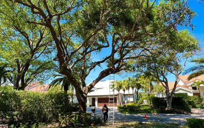 A-Better-Tree-LLC,Tree removal,Tree-trimming-and-pruning,Tree-stump-removal,Cabling-and-bracing,Tree-planting,Tree-stump-removal,Tree-stump-grinding,Tree-removal,Complete-tree-service,landscaping,Hobe-Sound-FL,Jupiter-FL,West-Palm-Beach-FL,Boynton-Beach-FL
